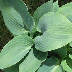 Hosta 'Halcyon' / Hosta Halcyon